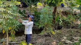 Una mujer con sombrero azul y camisa blanca recoge las cosechas de un árbol.