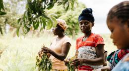 Trois jeunes femmes récoltent des produits agricoles dans un champ.