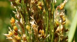 Фотография злачной культуры сорго крупным планом