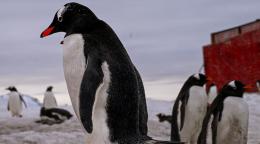 国际原子能机构正在研究偏远的南极洲地区是否存在微塑料。