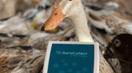 L’équipe utilise des drones pour collecter des échantillons d’air sur une cartouche. Munis d’appareils PCR portables et de séquenceurs d’ADN, les scientifiques peuvent détecter des agents pathogènes connus ou nouveaux en l’espace de quelques heures ou jours. À gauche: ©FAO/Rindu Putri. À droite: ©Institut Pasteur du Cambodge/Erik Karlsson