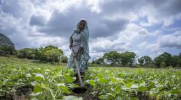A woman in a blue printed saree, ploughs through a vegetable patch.