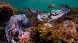 海底珊瑚和鱼类