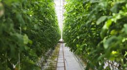 A huge greenhouse full of trees