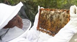 Beekeepers holding a beehive