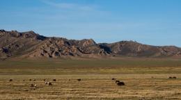 大片农田远处是山，田上有羊