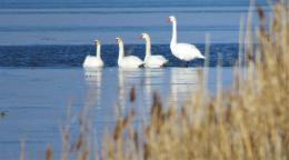 A picture of swans in a blue lake