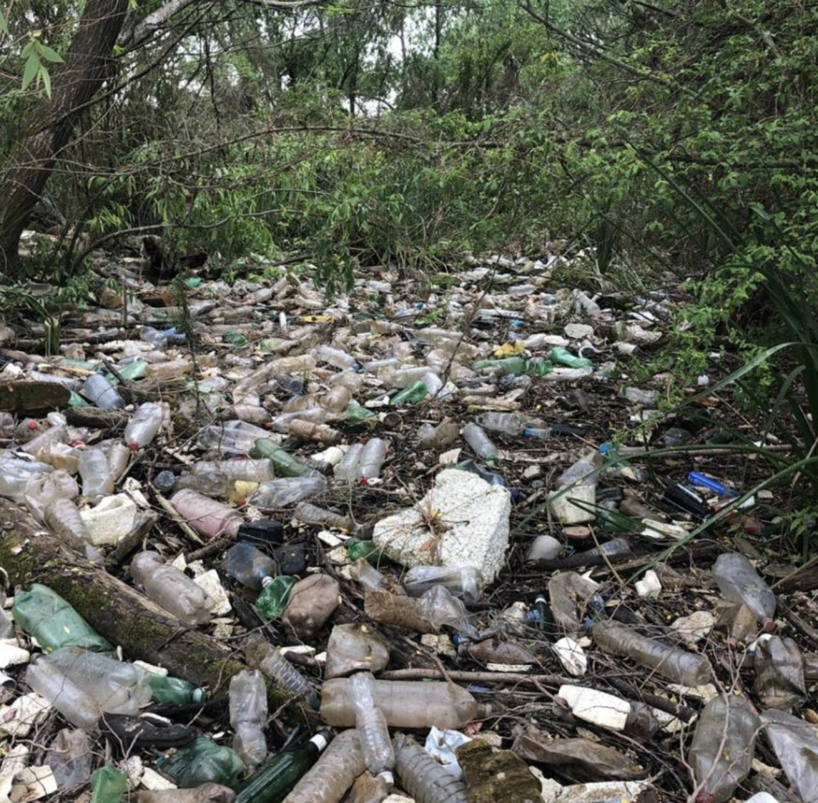 A jungle with hundreds of pieces of trash scattered across the ground. 