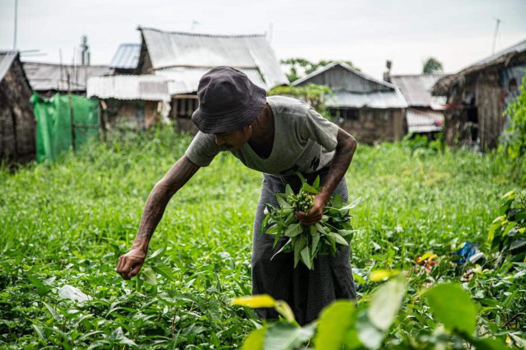 A woman in a hat collects green spinach from a large garden near homes.