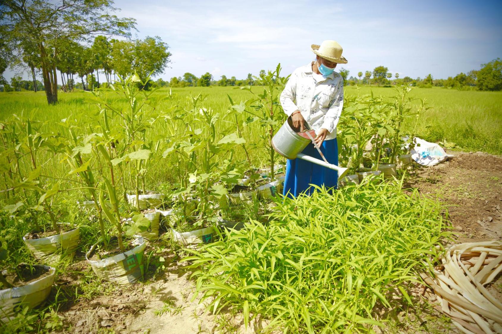 Una mujer riega las verduras en el campo.