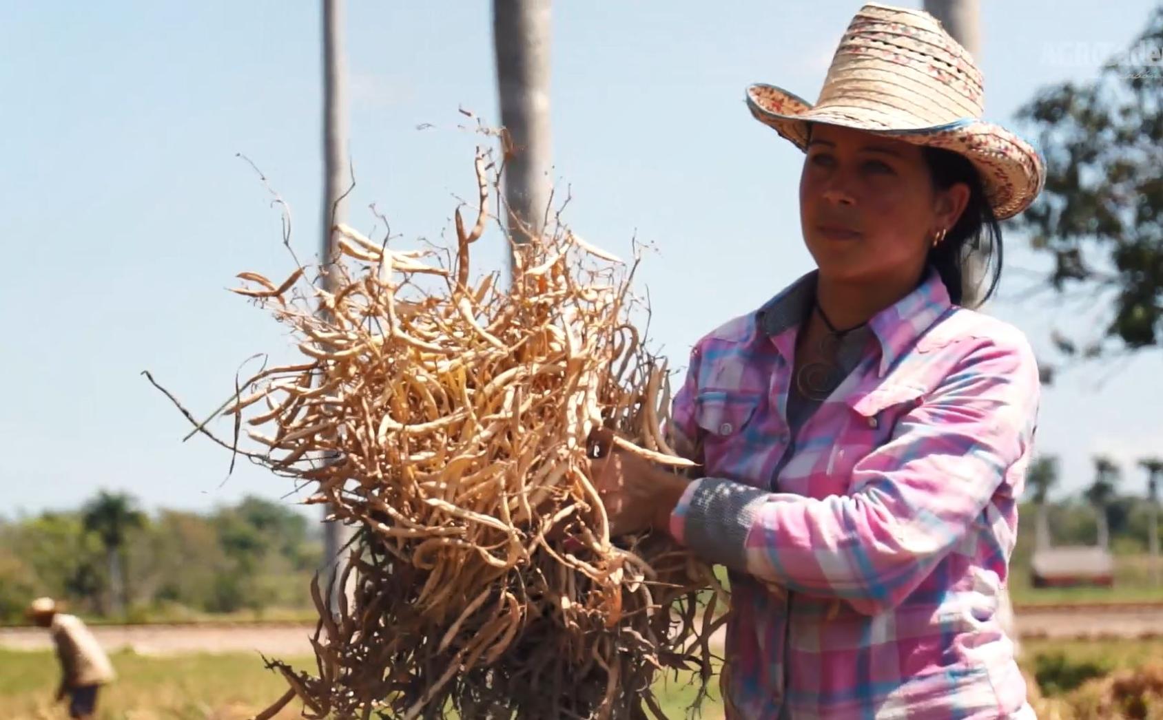 Une femme en chemise rose portant un chapeau de paille transporte du foin dans une ferme à Cuba.
