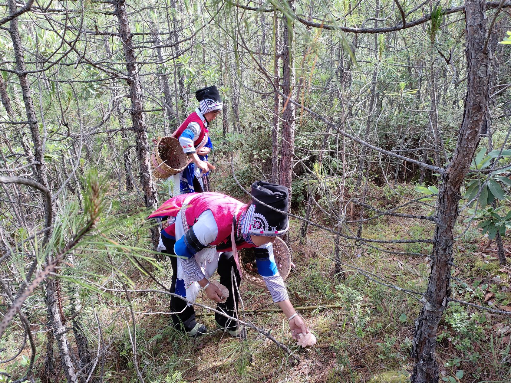 2 women collecting mushrooms in the mountain.
