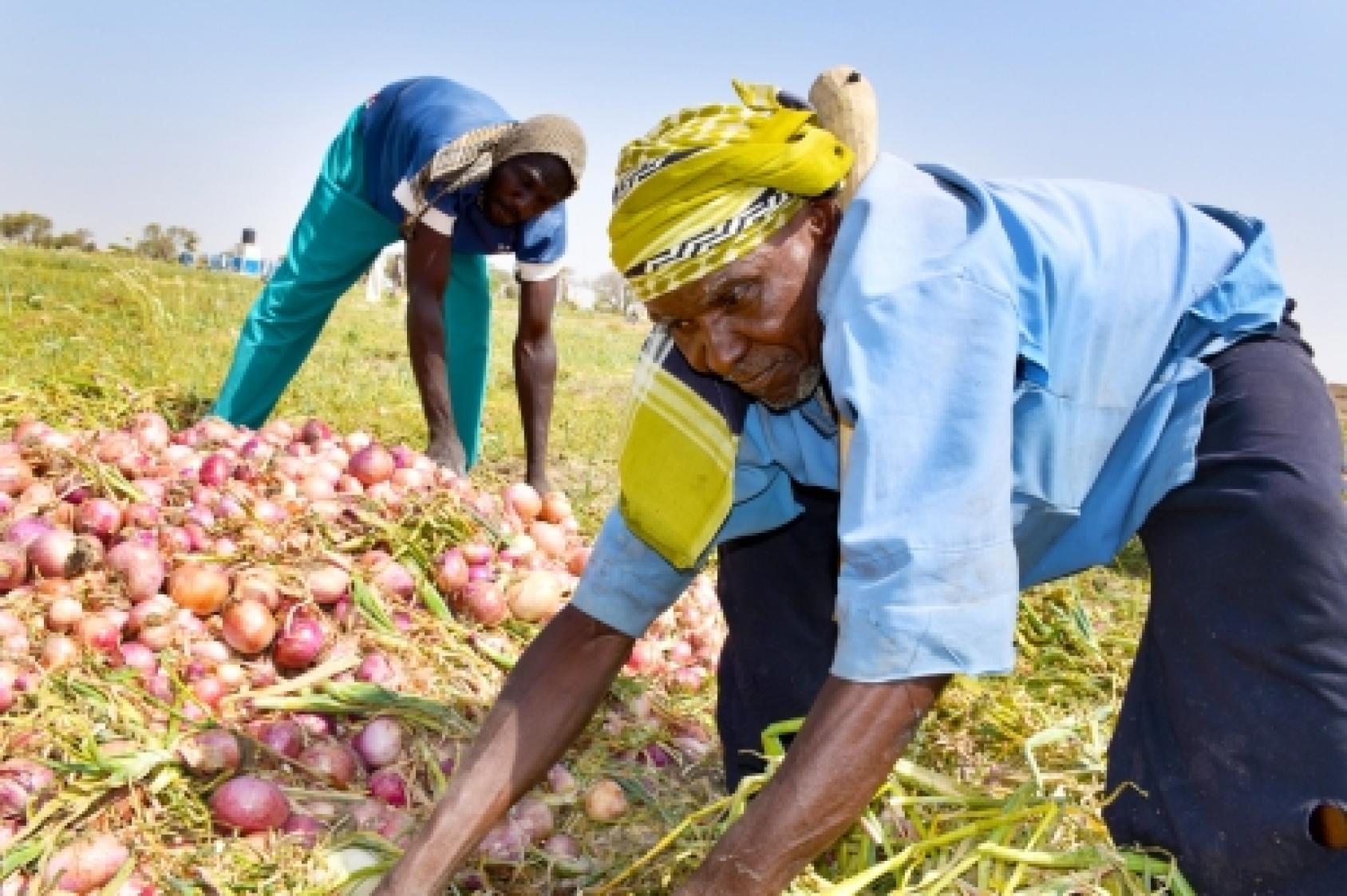 Au Cameroun, par une journée ensoleillée, deux hommes sont photographiés penchés vers l'avant en train de récolter des produits agricoles au milieu d'un champ.