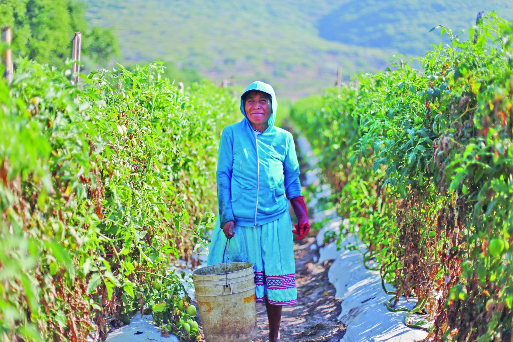 Woman farmer in a blue dress in a field