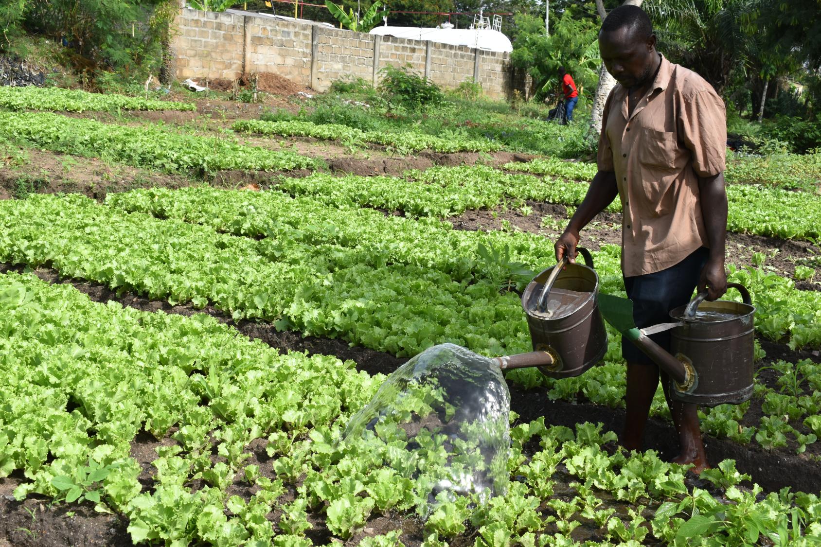 Man in a brown shirt stands over a small green farm. He is carrying a watering can and pouring water over the green leaves
