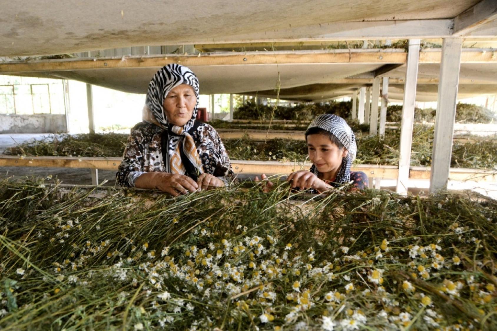 在药材包装单位工作的妇女。