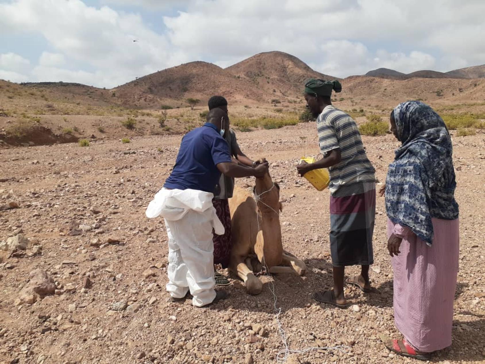 Three people gather around a camel in a dry land with mountains in the background