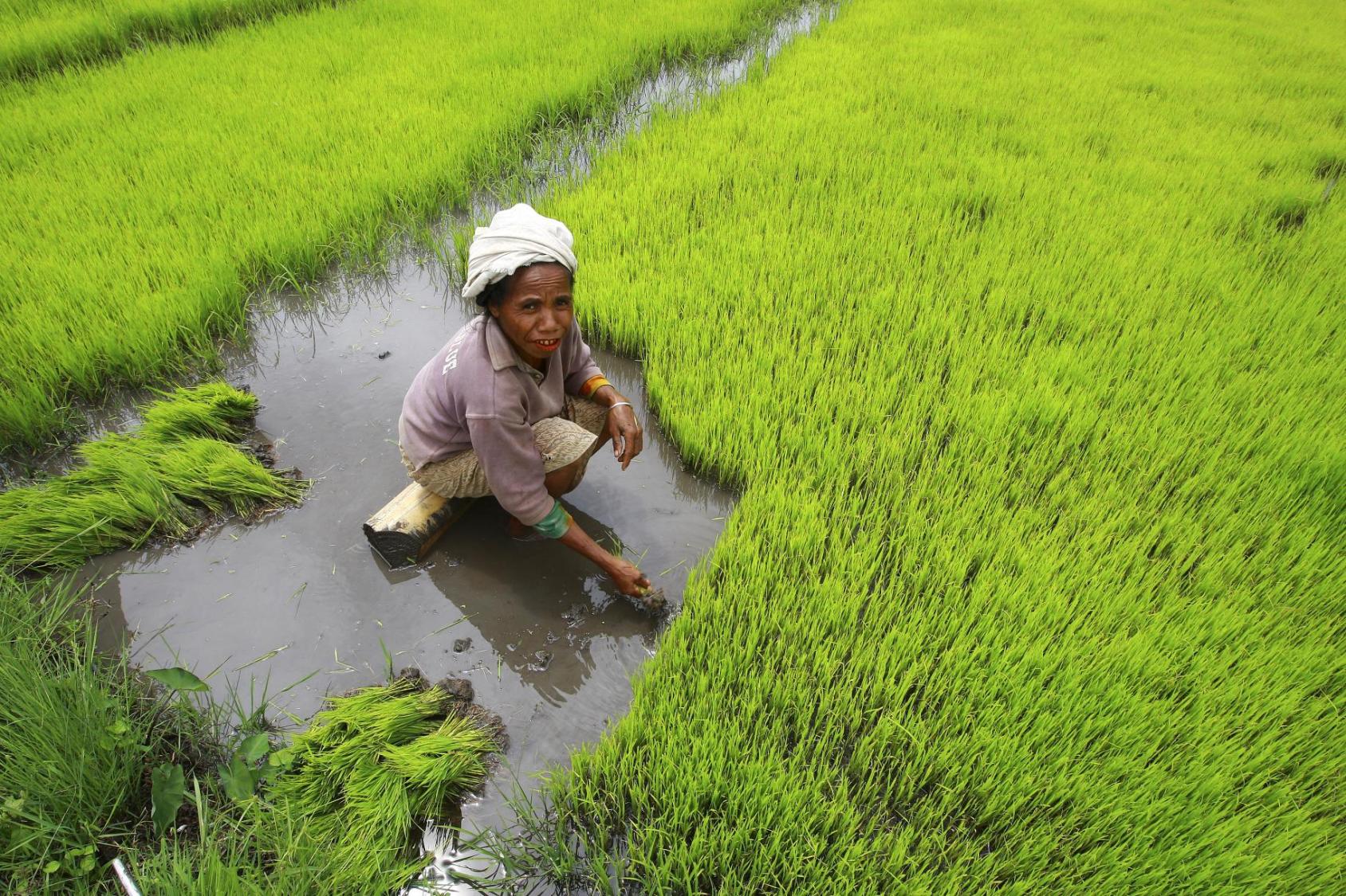 A woman (farmer) in a grey dress kneels in a wet field surrounded by water and lush green plants