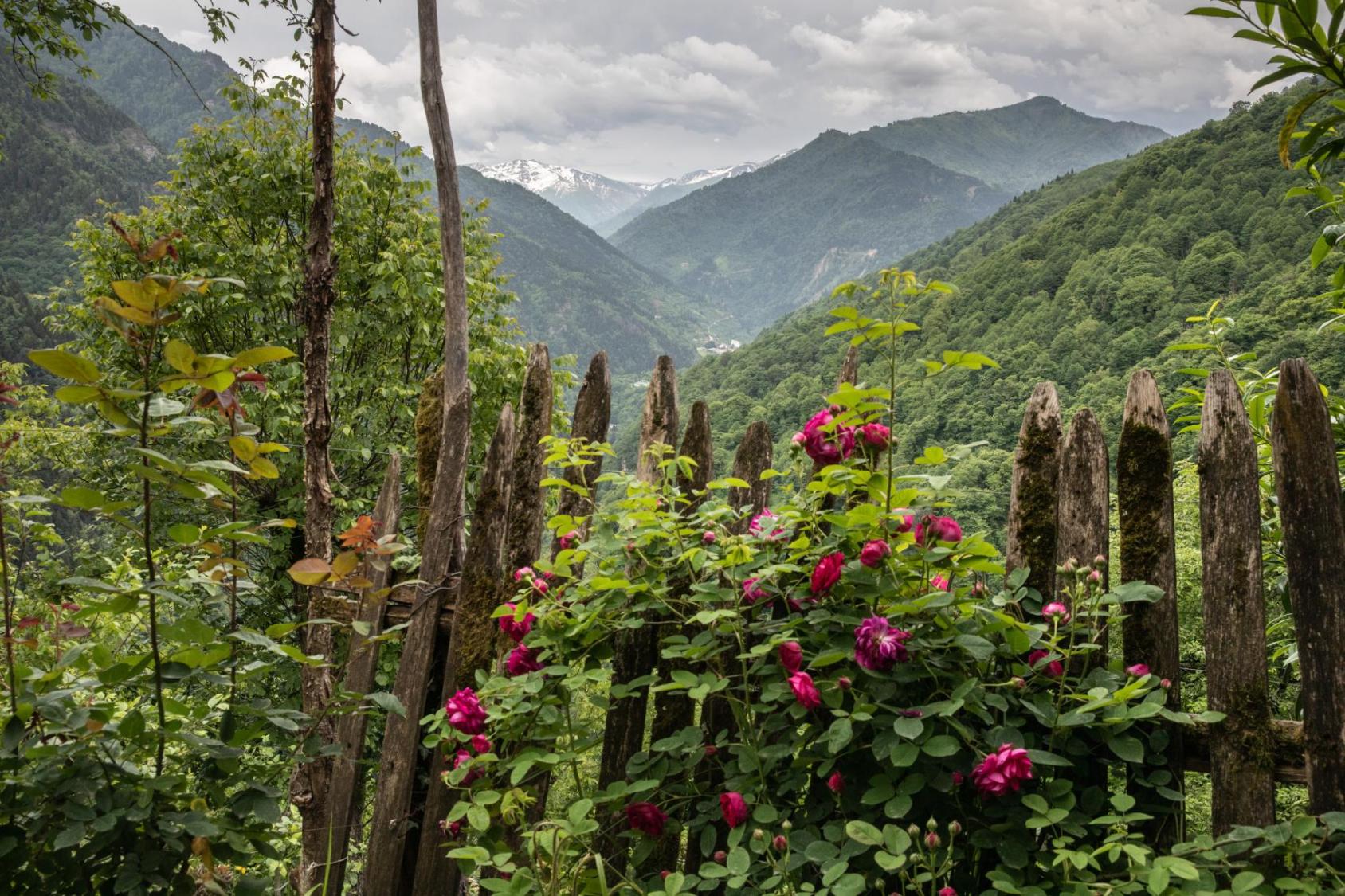 Distant cloud covered hills with green plants and pink flowers in the foreground