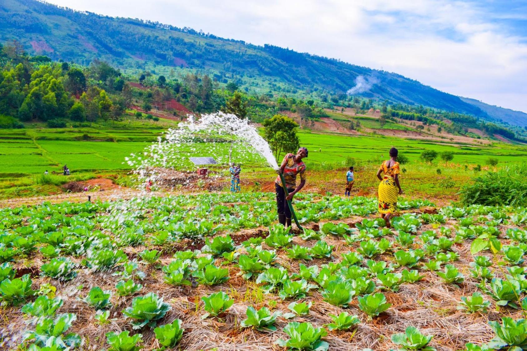 A woman smiles and waters a vegetable patch in Rwanda. In the background there are lush green mountains.