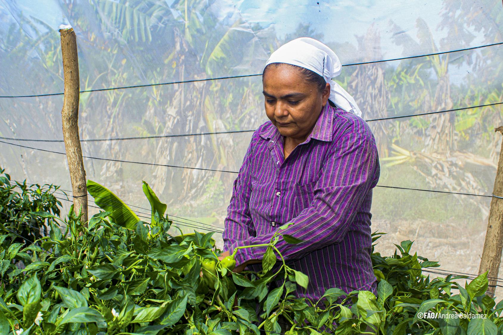 A woman in a purple shirt and white head scarf snips some green plants in a farm