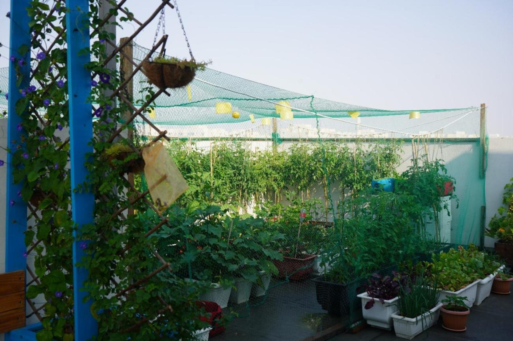 A rooftop garden view on a sunny day