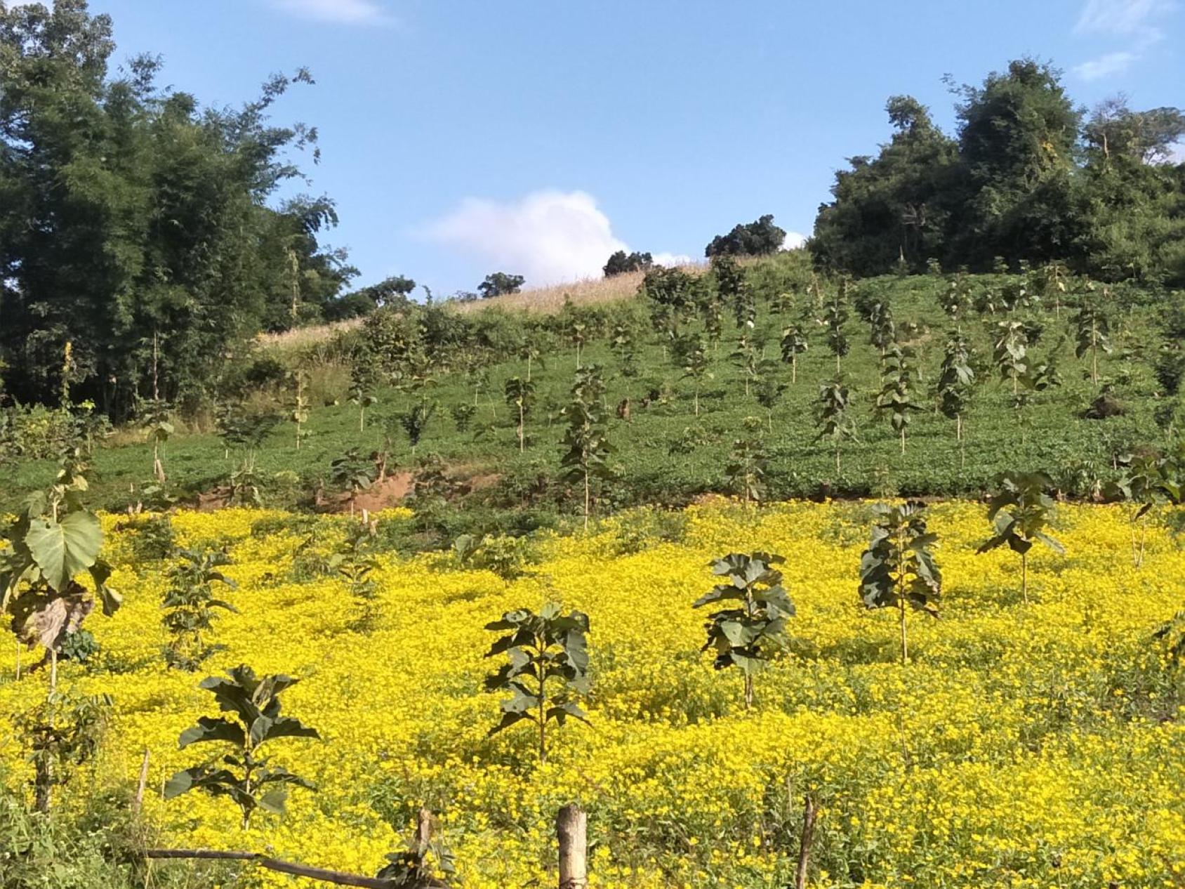 A landscape shot of green fields with standing plants
