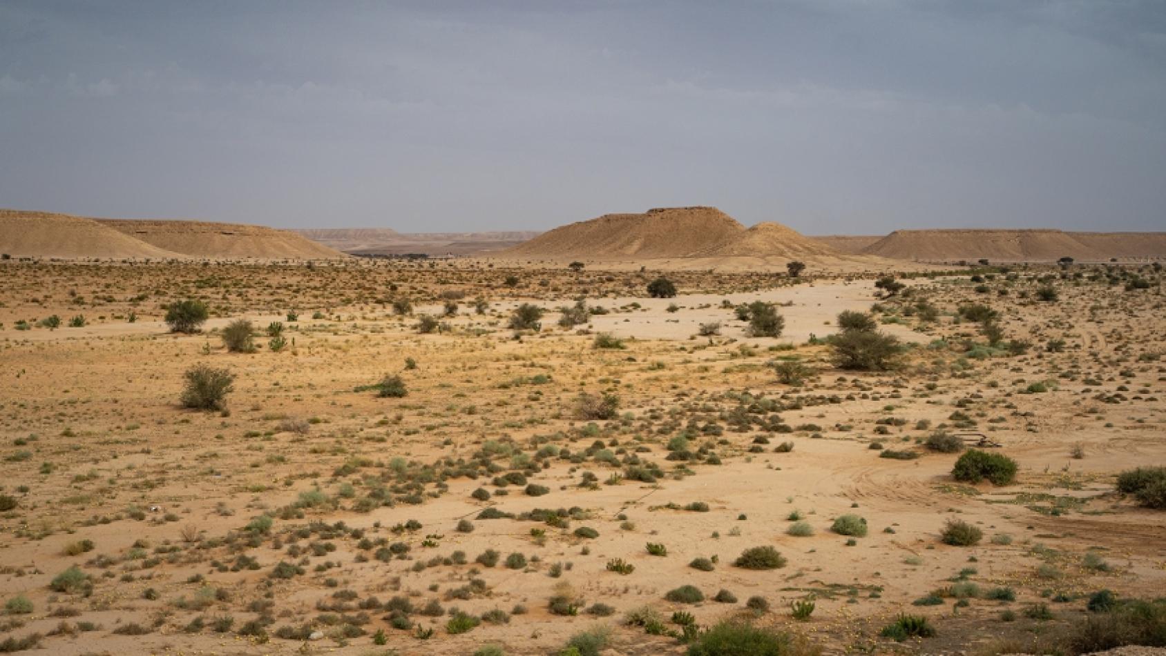 Les membres de la communauté et les défenseurs de l'environnement ont planté plus d'un million d'arbustes dans le parc national de Thadiq afin de restaurer les terres dégradées et de lutter contre la sécheresse et la désertification. Photo : UNEP/Duncan Moore