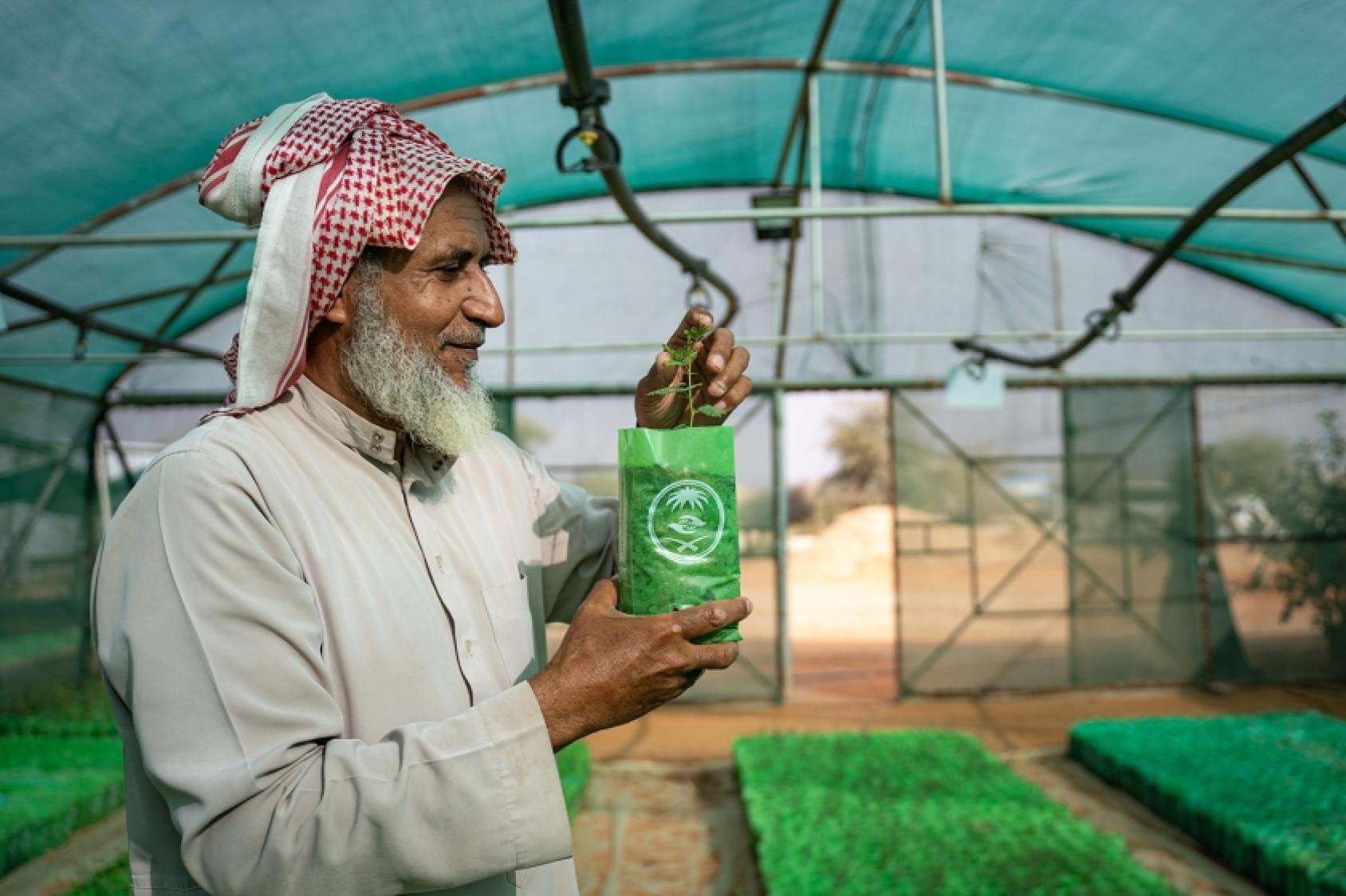 Le directeur du parc national de Thadiq, Abdullah Ibrahim Alissa, examine les jeunes plants dans une pépinière située dans une zone désertique du centre de l'Arabie saoudite, en cours de reverdissement pour lutter contre la dégradation des sols, la désertification et la sécheresse. Photo par UNEP/Duncan Moore