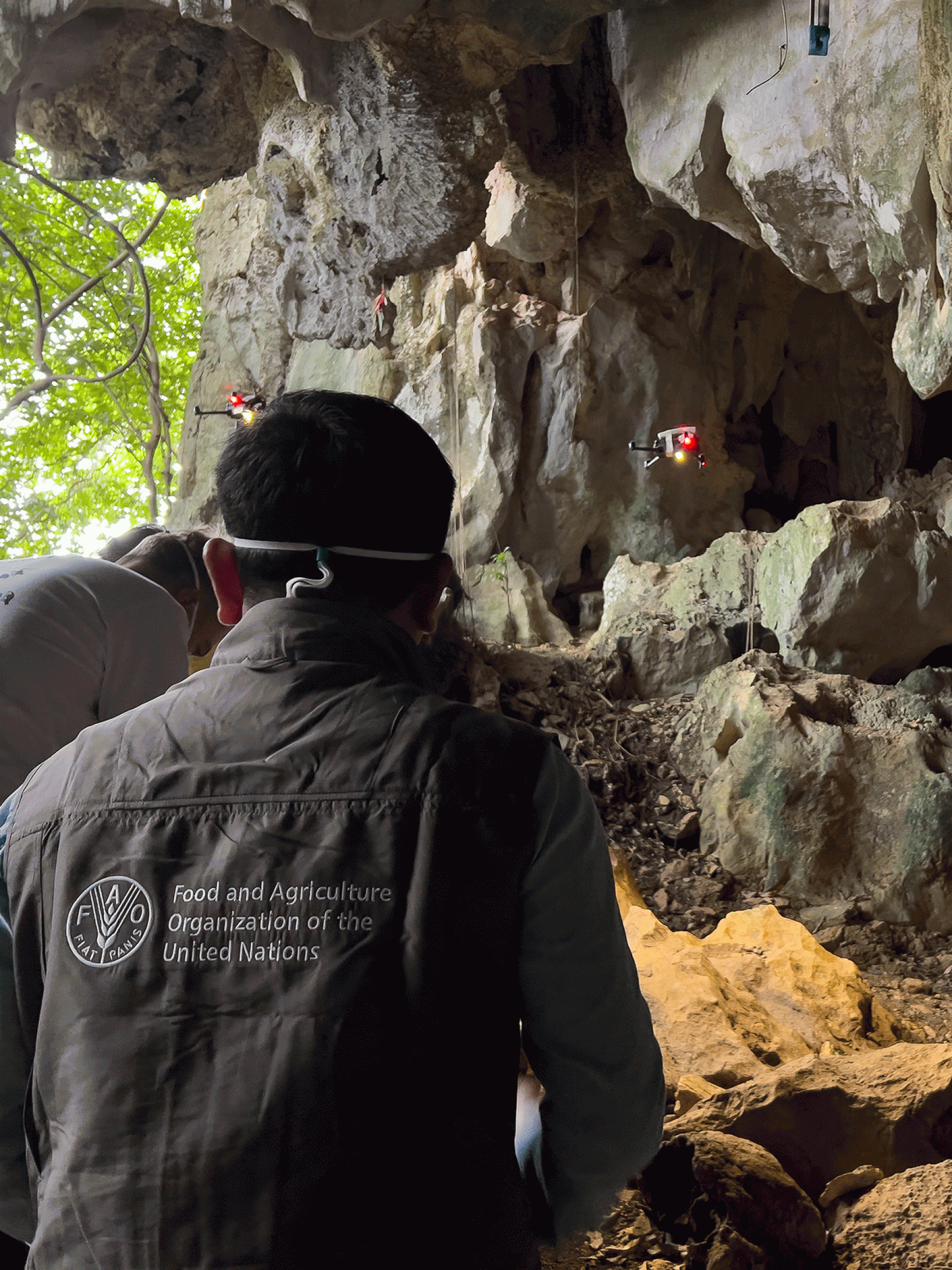 L’équipe utilise des drones pour collecter des échantillons d’air sur une cartouche. Munis d’appareils PCR portables et de séquenceurs d’ADN, les scientifiques peuvent détecter des agents pathogènes connus ou nouveaux en l’espace de quelques heures ou jours. À gauche: ©FAO/Rindu Putri.