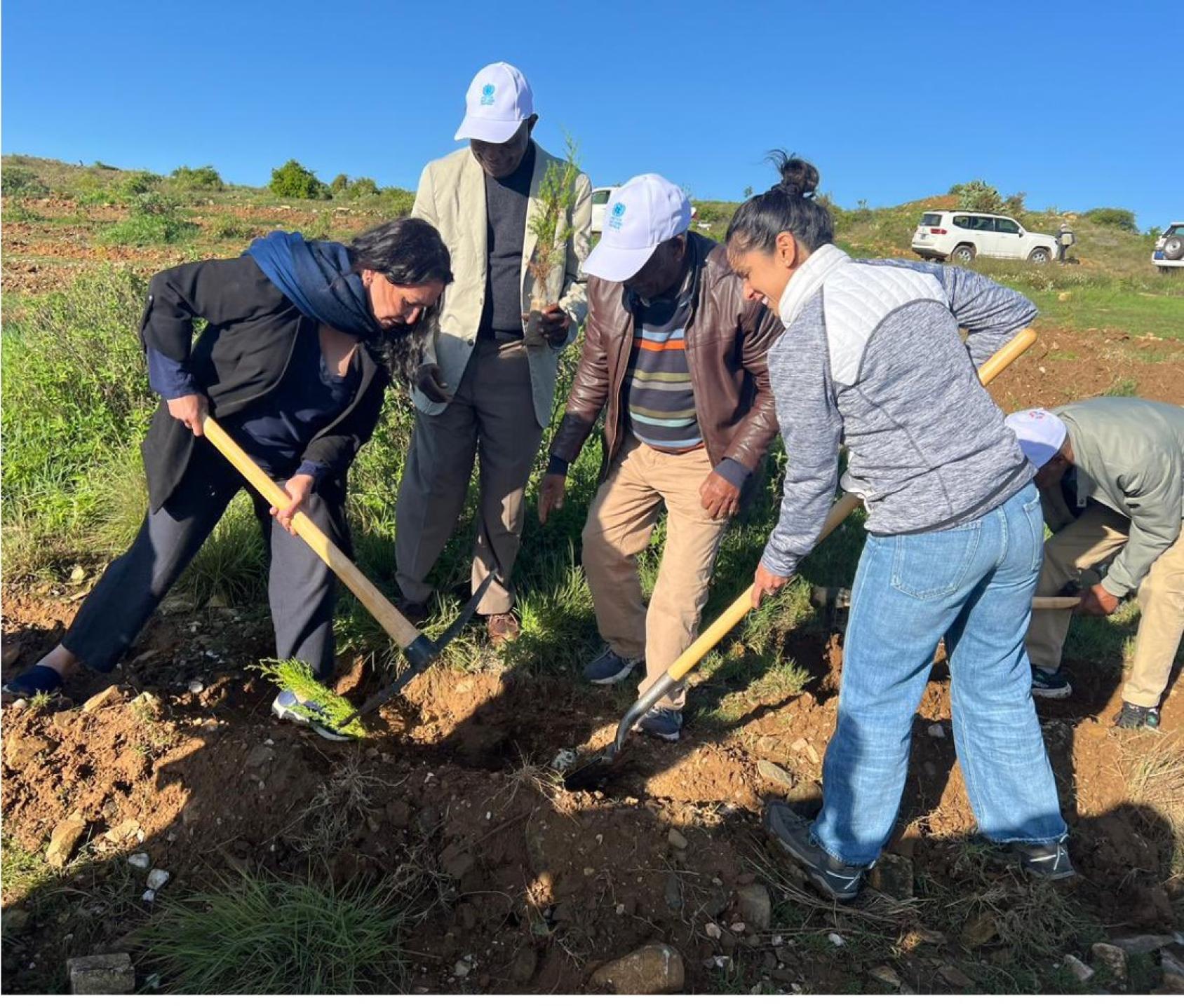 A group of people using shovels to dig through soil.