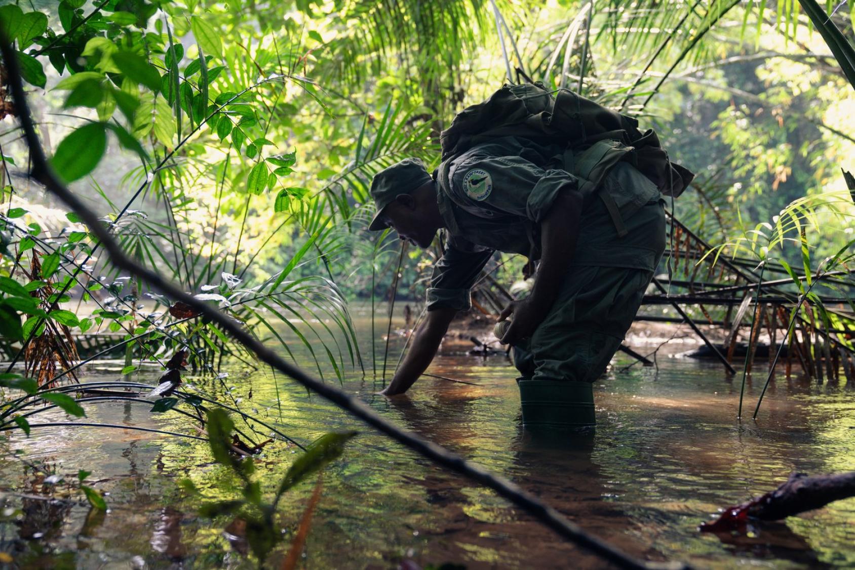 A man in a park ranger's uniform crouches through a marshy forest
