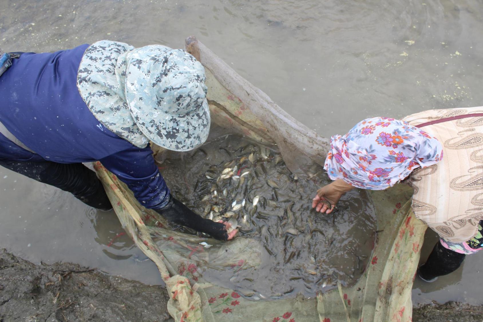 Two women with a net are harvesting small fish in a river.