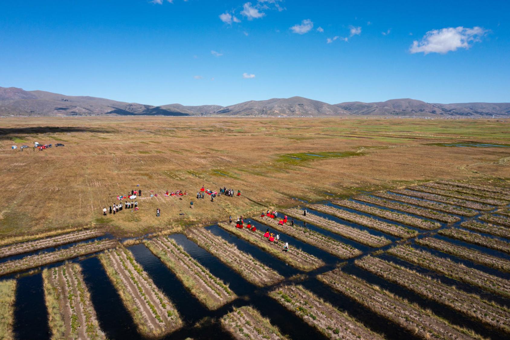 Waru warus en Thunco: una antigua técnica con canales y lechos elevados para gestionar sequías e inundaciones.