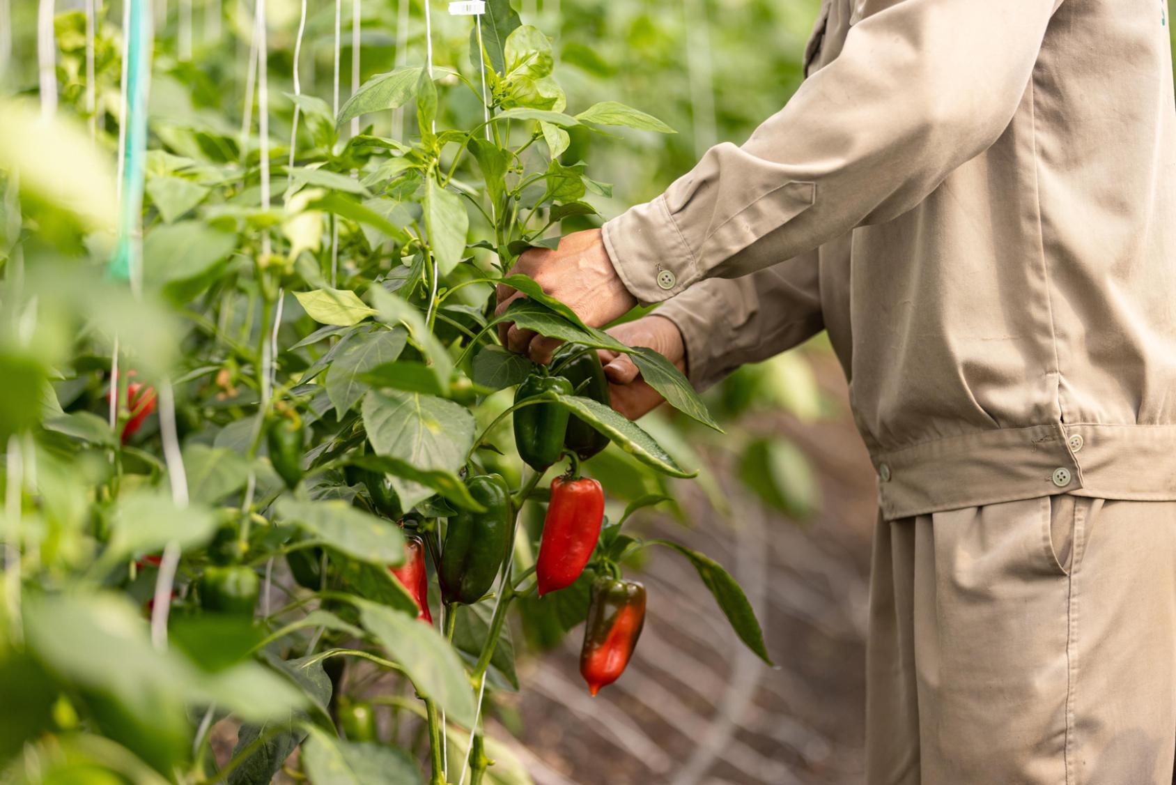 Récolte de poivrons en saison.