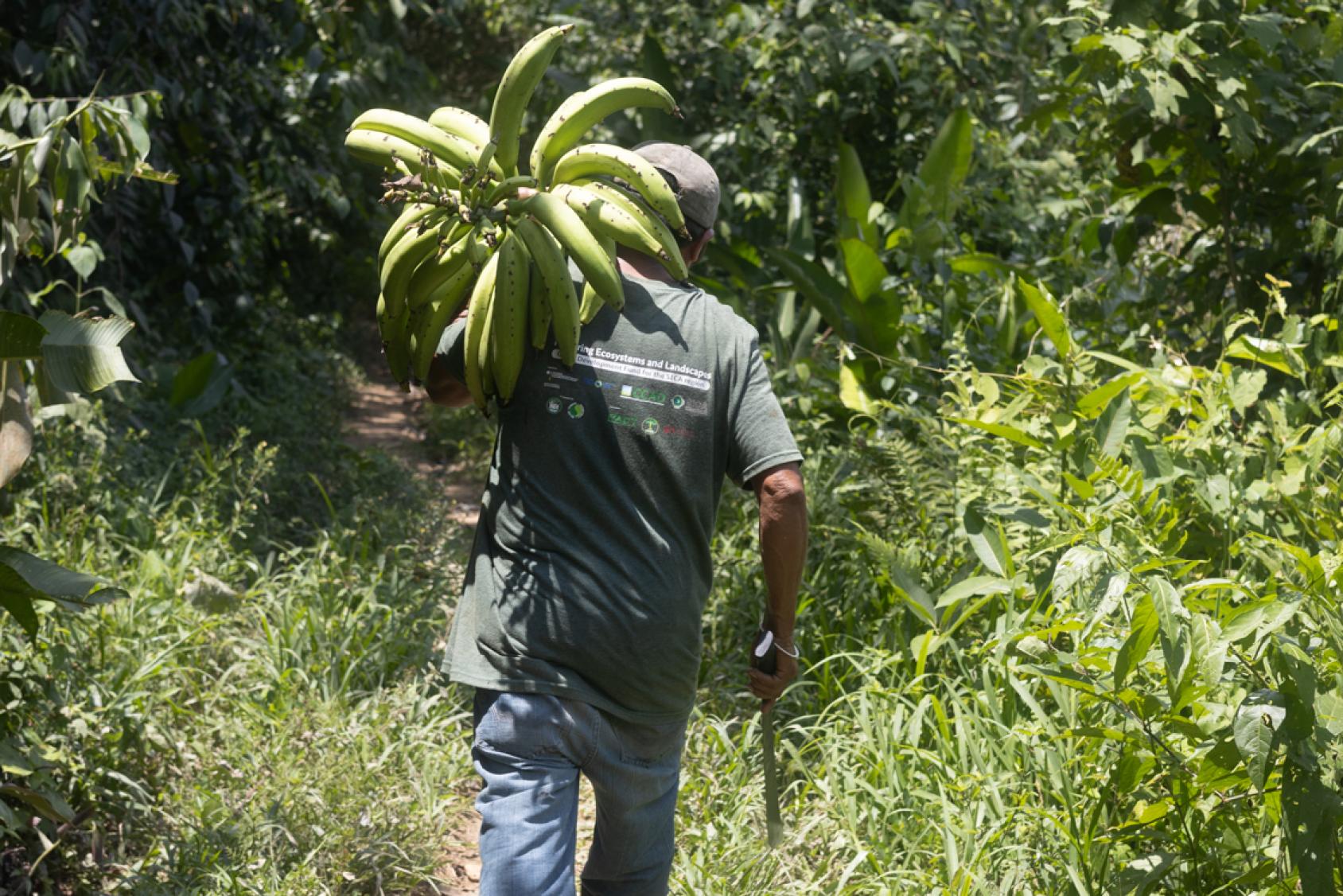 Man carrying bananas