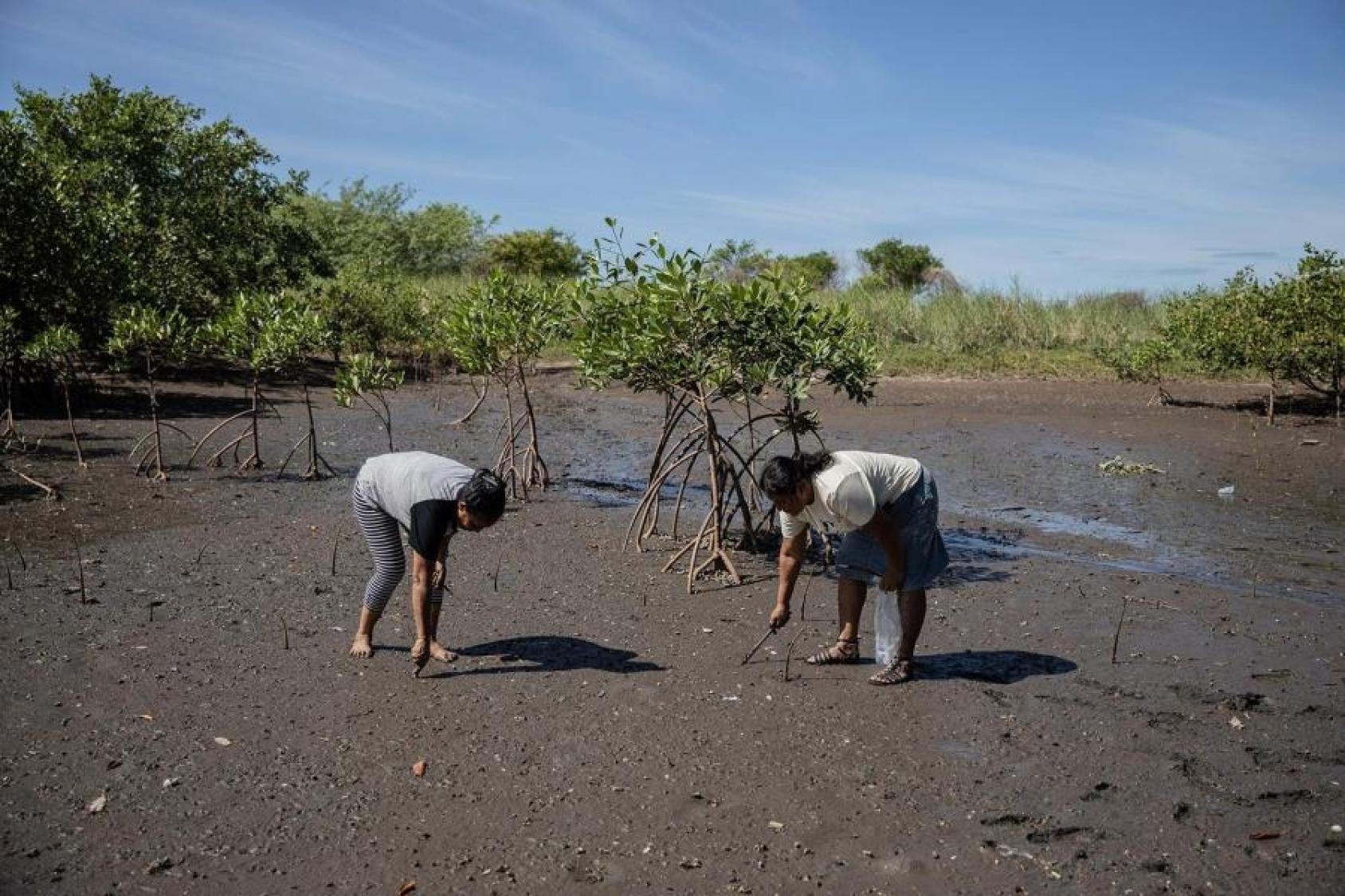Mujeres hondureñas siembran manglares