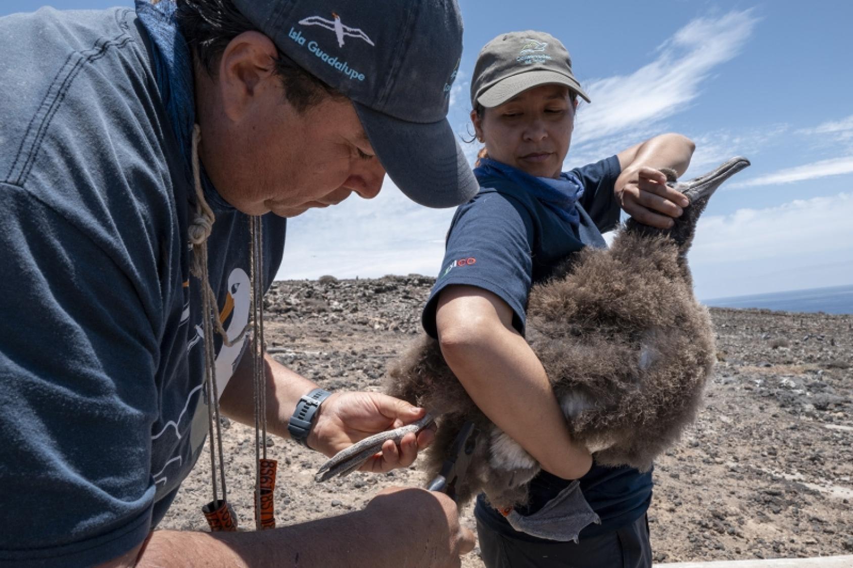 Científicos colocan una anilla a un albatros