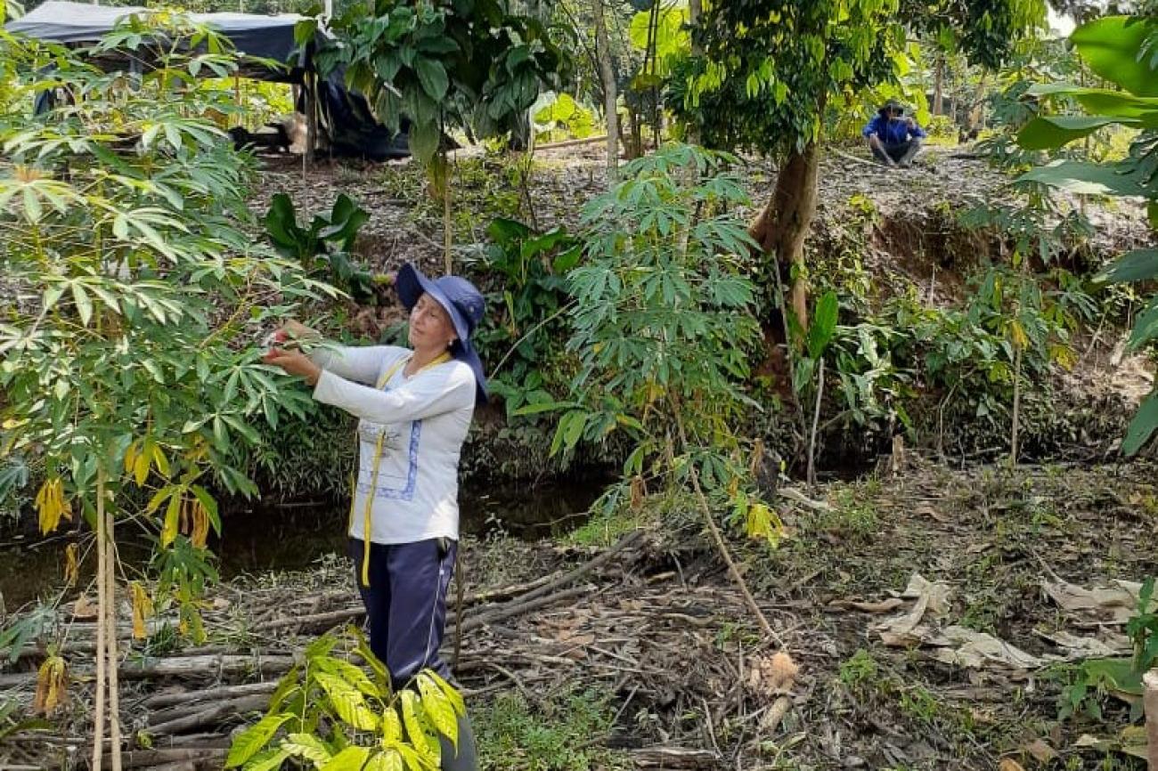 A woman in a blue hat and a white shirt collects crops from a tree. 