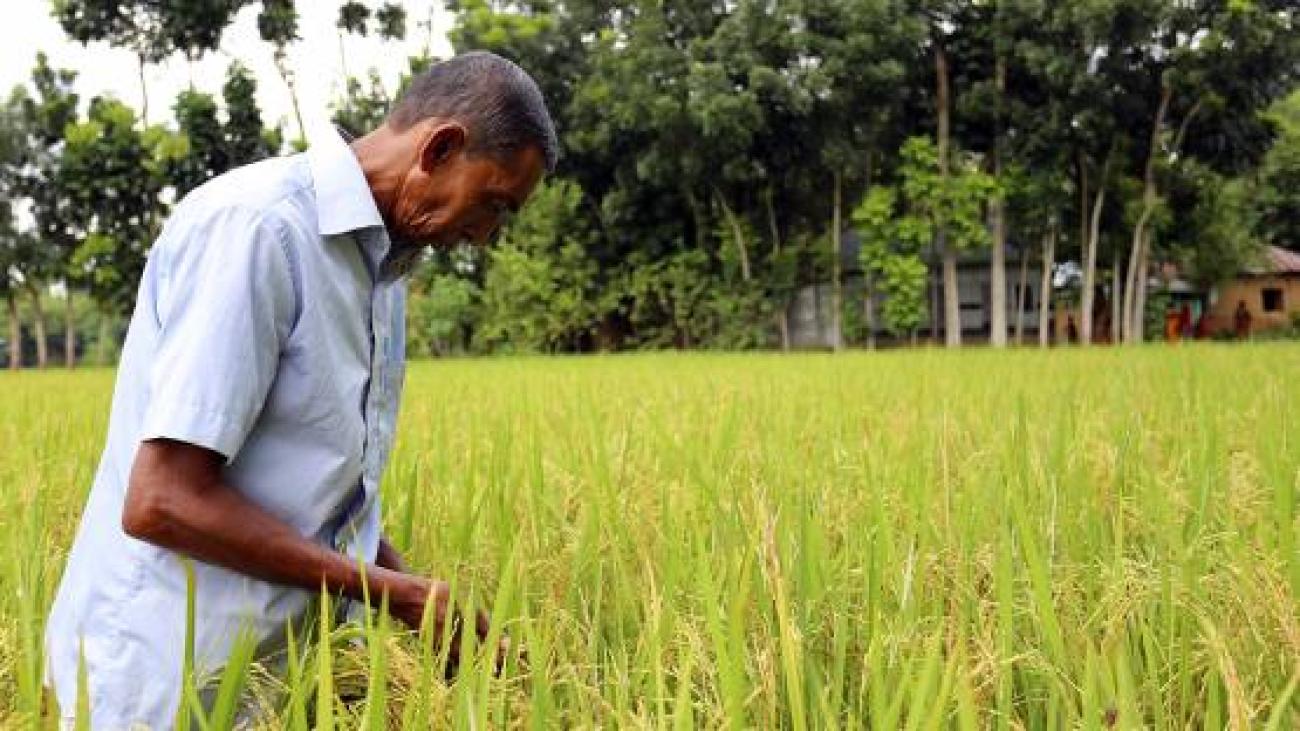 由于这种新品种的问世，孟加拉国农民现在每公顷稻田可收获近7吨水稻，比世界平均每公顷产量高出75%。