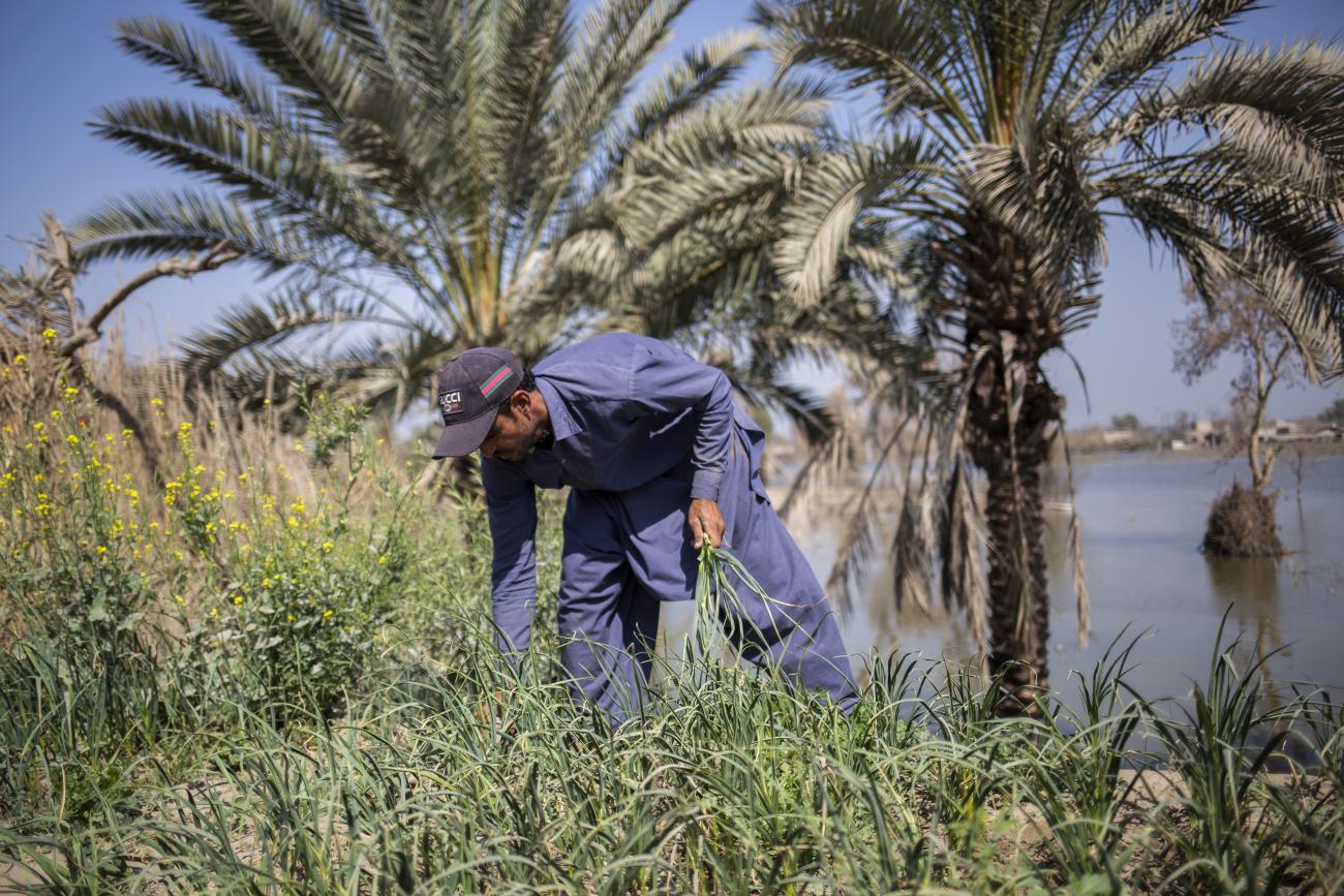 man bends down to tend to crop in green field 