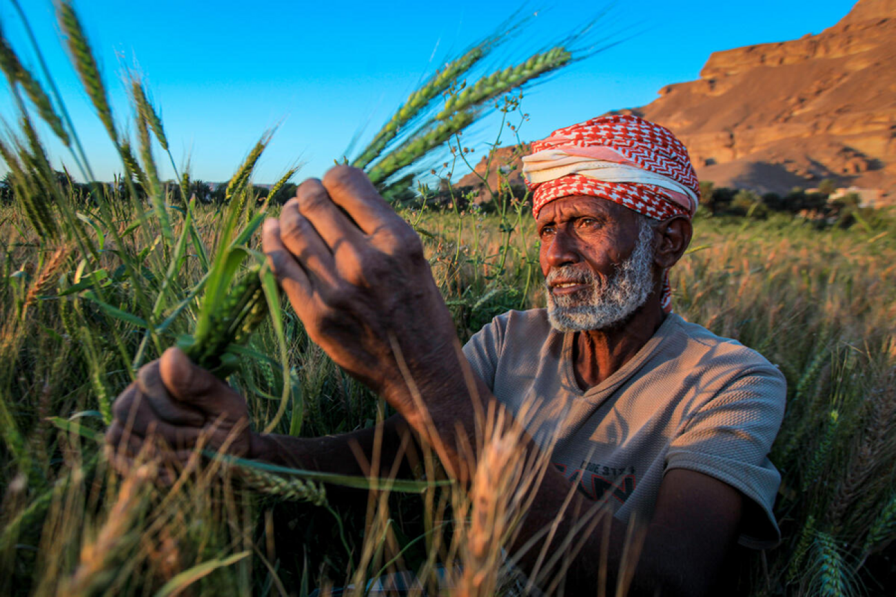 A farmer holds shafts of grain as the sunlight falls on his face