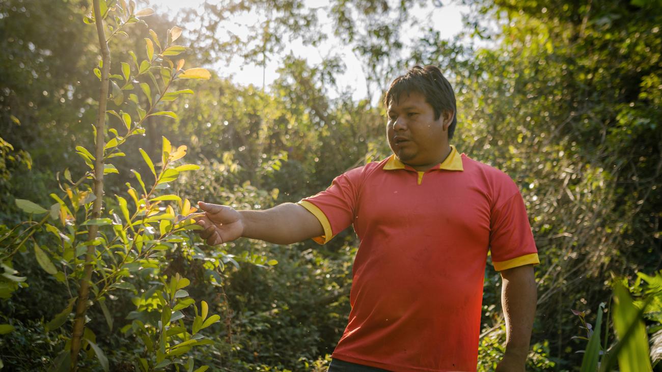 在巴拉圭东部，艾瓦瓜拉尼族的土著人民坚守古老的传统，他们采摘马黛树的叶子，用于制作一种深受人们喜爱的咖啡因饮料。随着野生马黛树日渐稀少，当地人在粮农组织的帮助下推广马黛树种植，以保护环境和改善生计。