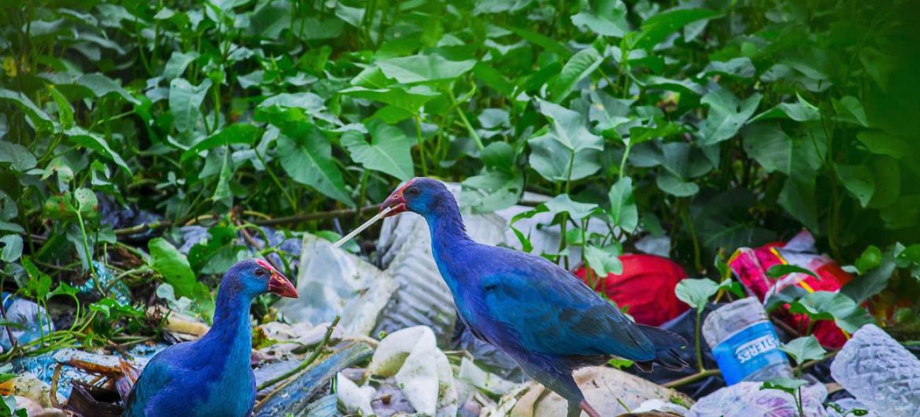 野生动物和森林极易受到塑料的不利影响。