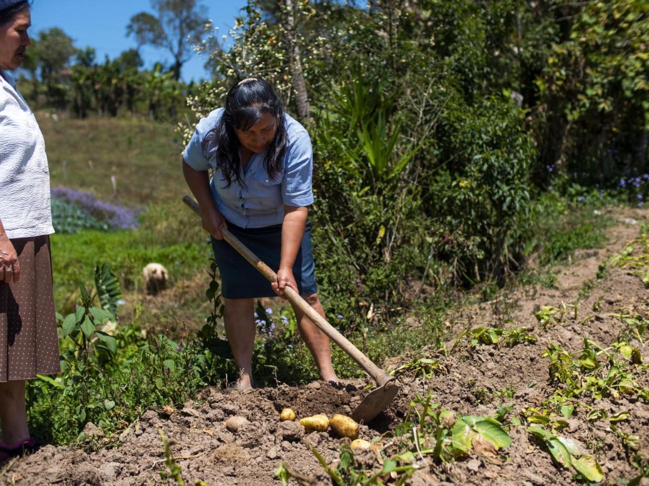 A woman in a blue shirt and skirt ploughs a piece of land with a long shovel. Another woman near her looks on.
