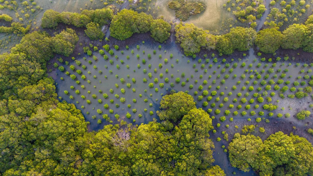An aerial view of mangrove forests and plants in Sri Lanka