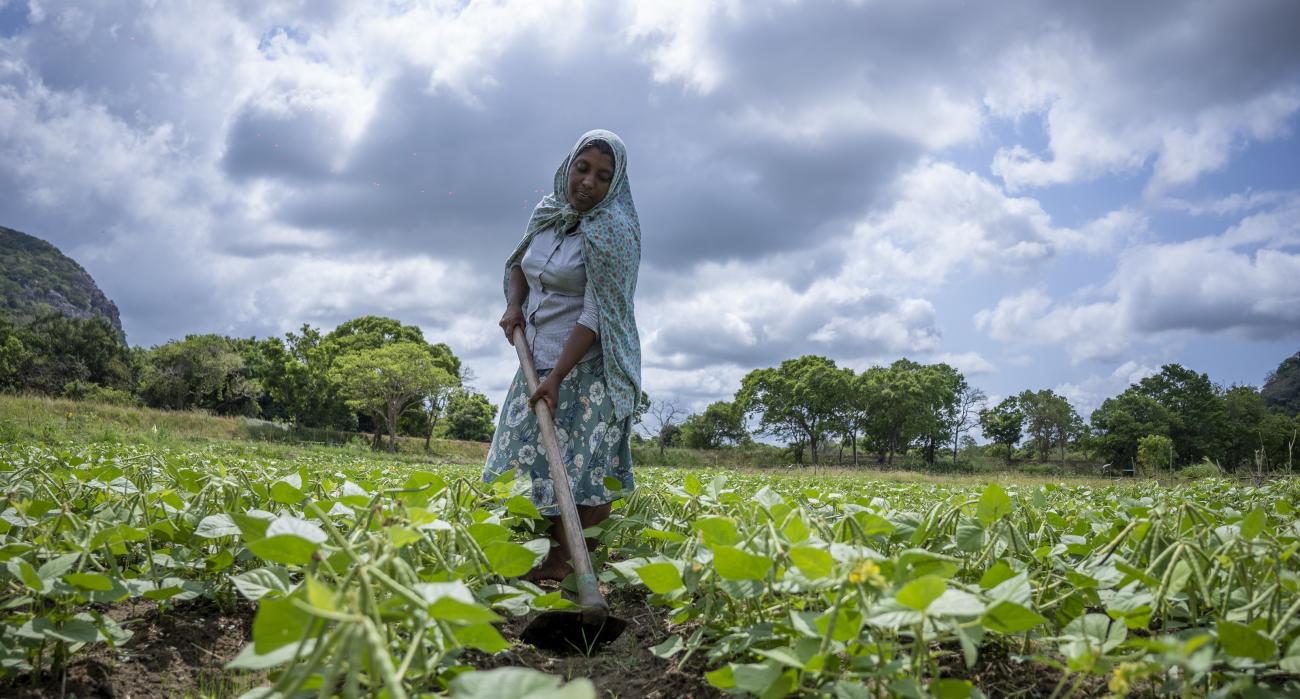 A woman in a blue printed saree, ploughs through a vegetable patch.