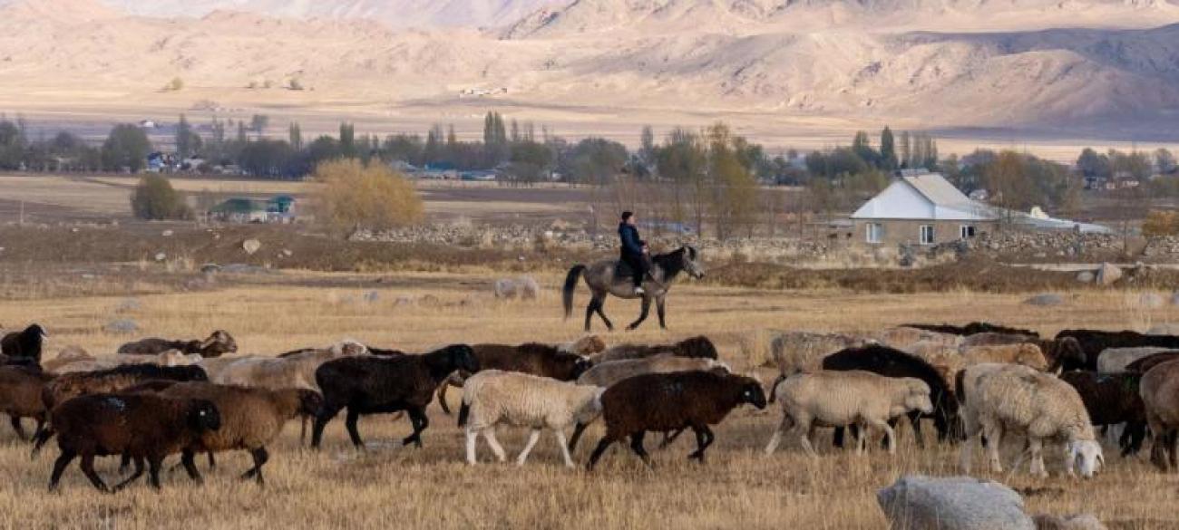 Мужчина на лошади в сопровождении овец
