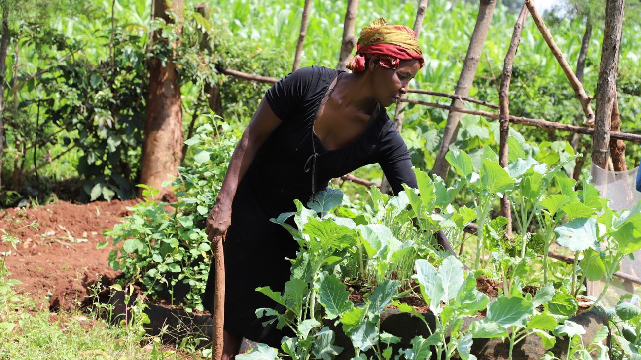 Агнес Бараса работает на участке