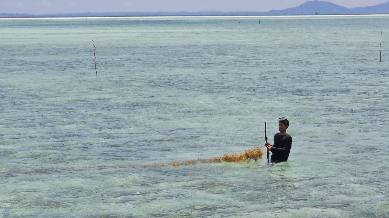 Молодой человек собирает водоросли в воде